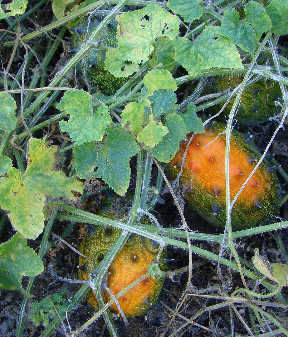 LIVE KIWANO from Kalahari African Horned Melon 15 RARE VINE Seeds